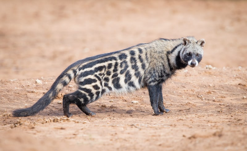 Civet