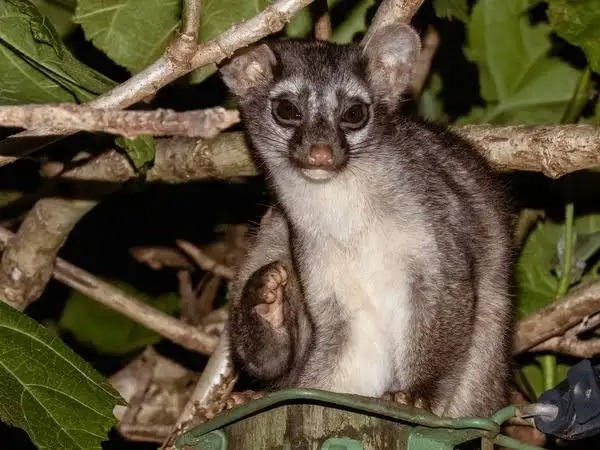 Cacomistle