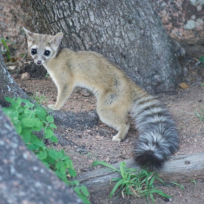 Ringtail (Ringtail cat)