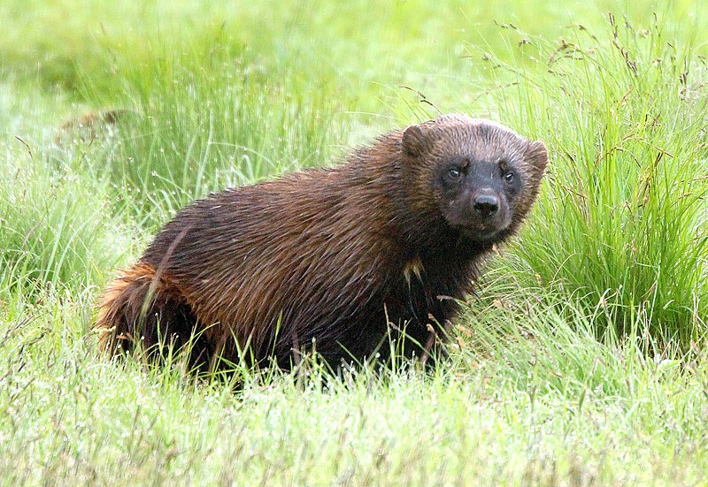 Wolverine