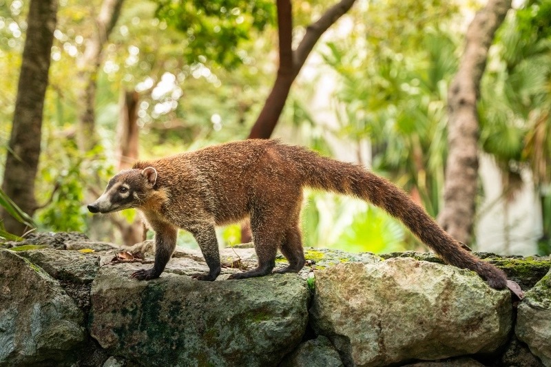 Coati