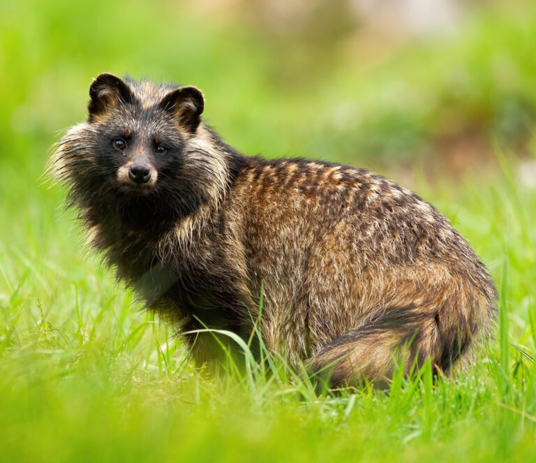 Raccoon Dog (Nyctereutes procyonoides)