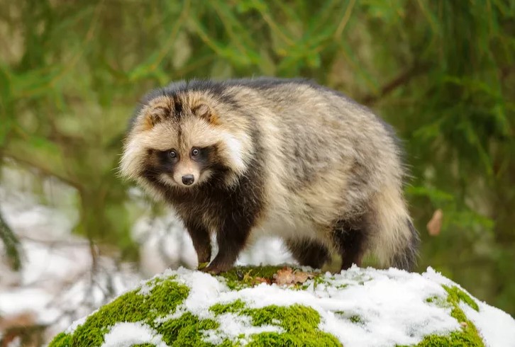Tanuki (Japanese raccoon dog)