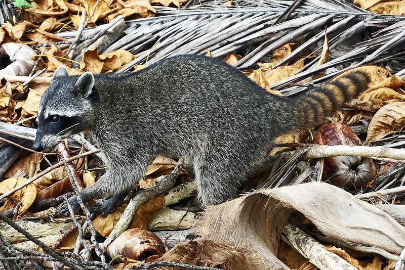 Crab-eating Racoon