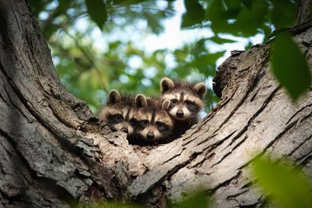 Are Raccoons Marsupials? Here's the Truth Behind the Confusion