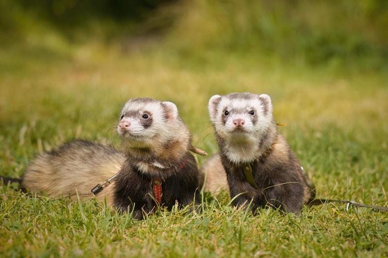Ferret