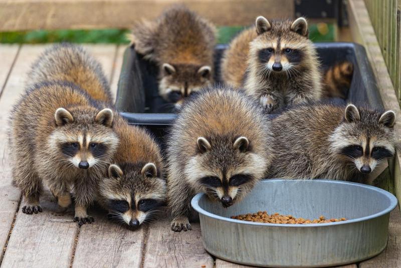 Group of racoons
