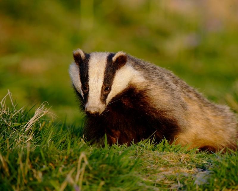 Badger