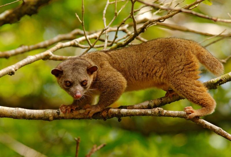 Kingkajou